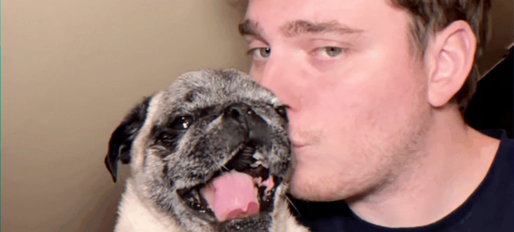 Bouledogue Albert enlevé — vidéosurveillance floue et inquiétude pour ses médicaments