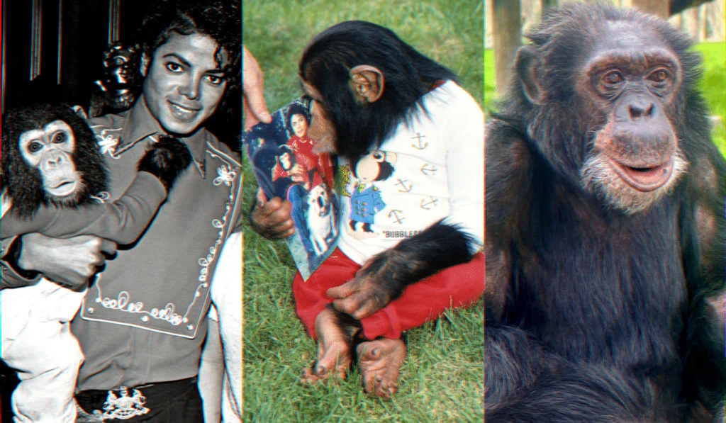 bubbles-chimpanzee-retirement-center-for-great-apes