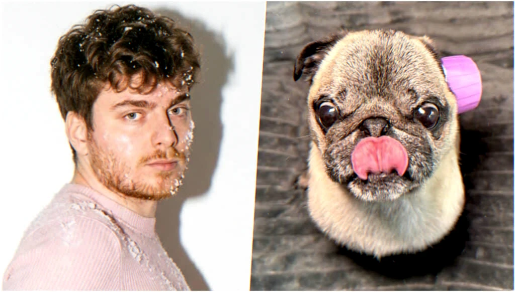 disparition bouledogue tiktok controverse enquete