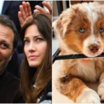 Aïto chiot berger australien aux yeux turquoise présenté par la famille