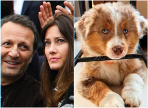 Aïto chiot berger australien aux yeux turquoise présenté par la famille