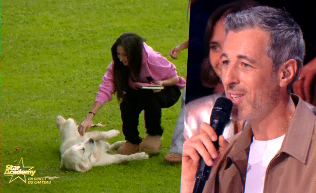 Déménagement près du château de Dammarie‑les‑Lys pour le bien‑être d’un chien